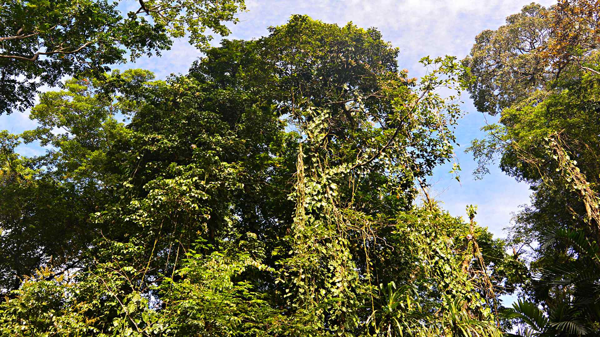 PNG Forest Authority to plant 35,000hectare plantation in New Ireland